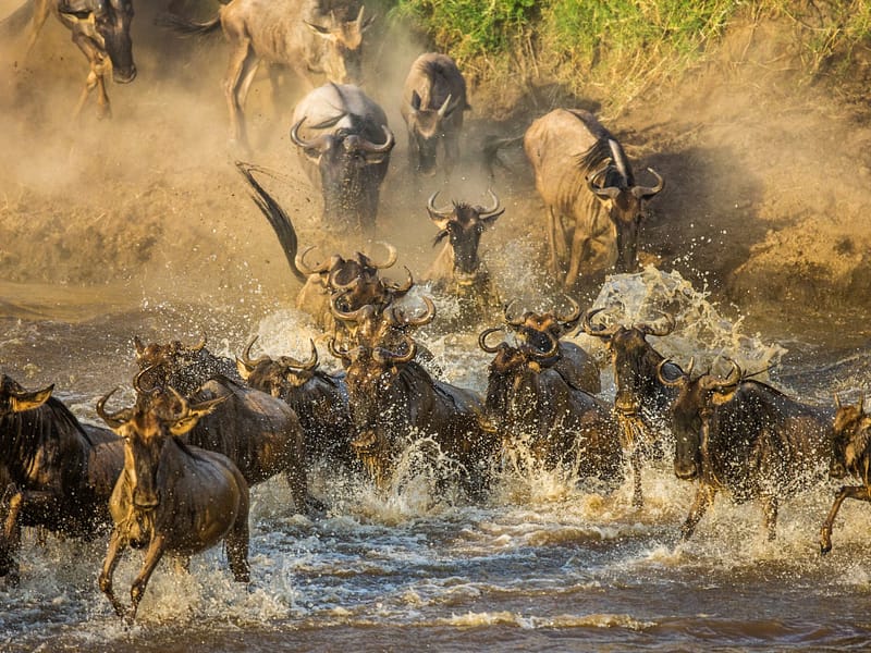 7-Days Mara River Crossing Safari