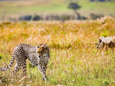 12-Days Grand Tanzania Safari & Beach