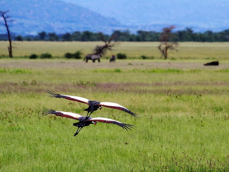 5-Days Chem Chem Slow Safari – Luxury Escape