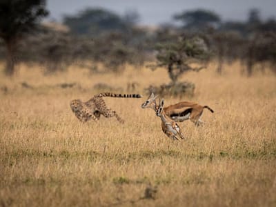 7-Days Legendary Tanzania - Ultra-Luxury Private Safari
