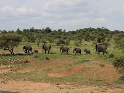 4-Days Tarangire & Ngorongoro Escape