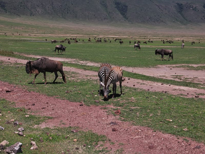 4-Days Tanzania Safari: Serengeti & Ngorongoro Crater