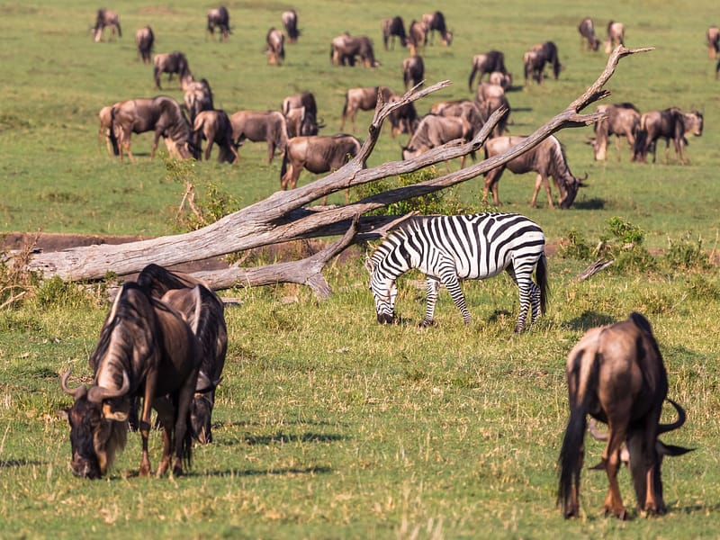 7-Days Great Migration Calving Season Safari