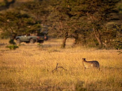 10-Days Tanzania Safari & Zanzibar Beach Holiday