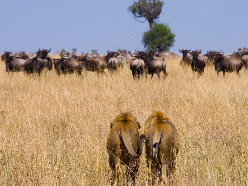 Serengeti vs Ngorongoro Crater: Which One Should You Visit?
