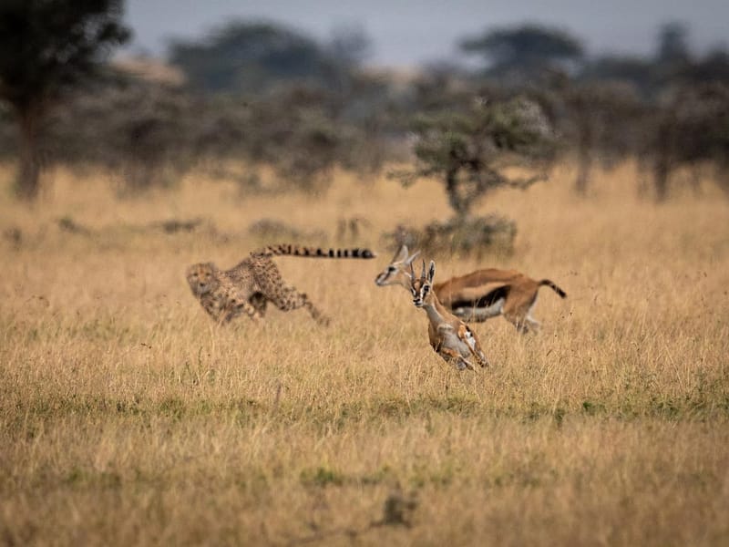 7-Days Legendary Tanzania – Ultra-Luxury Private Safari