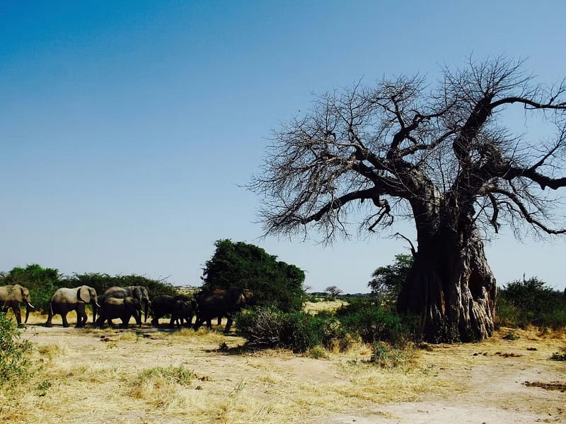 3-Day Tanzania Safari: Tarangire, Lake Manyara & Ngorongoro Crater