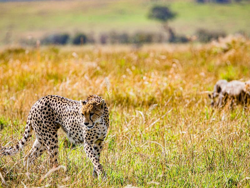 12-Days Grand Tanzania Safari & Beach