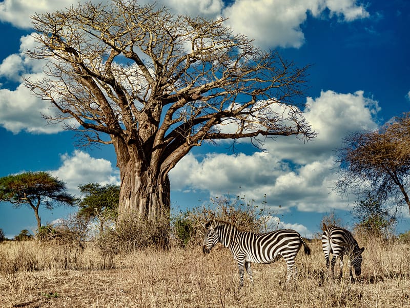 Tarangire National Park Underrated