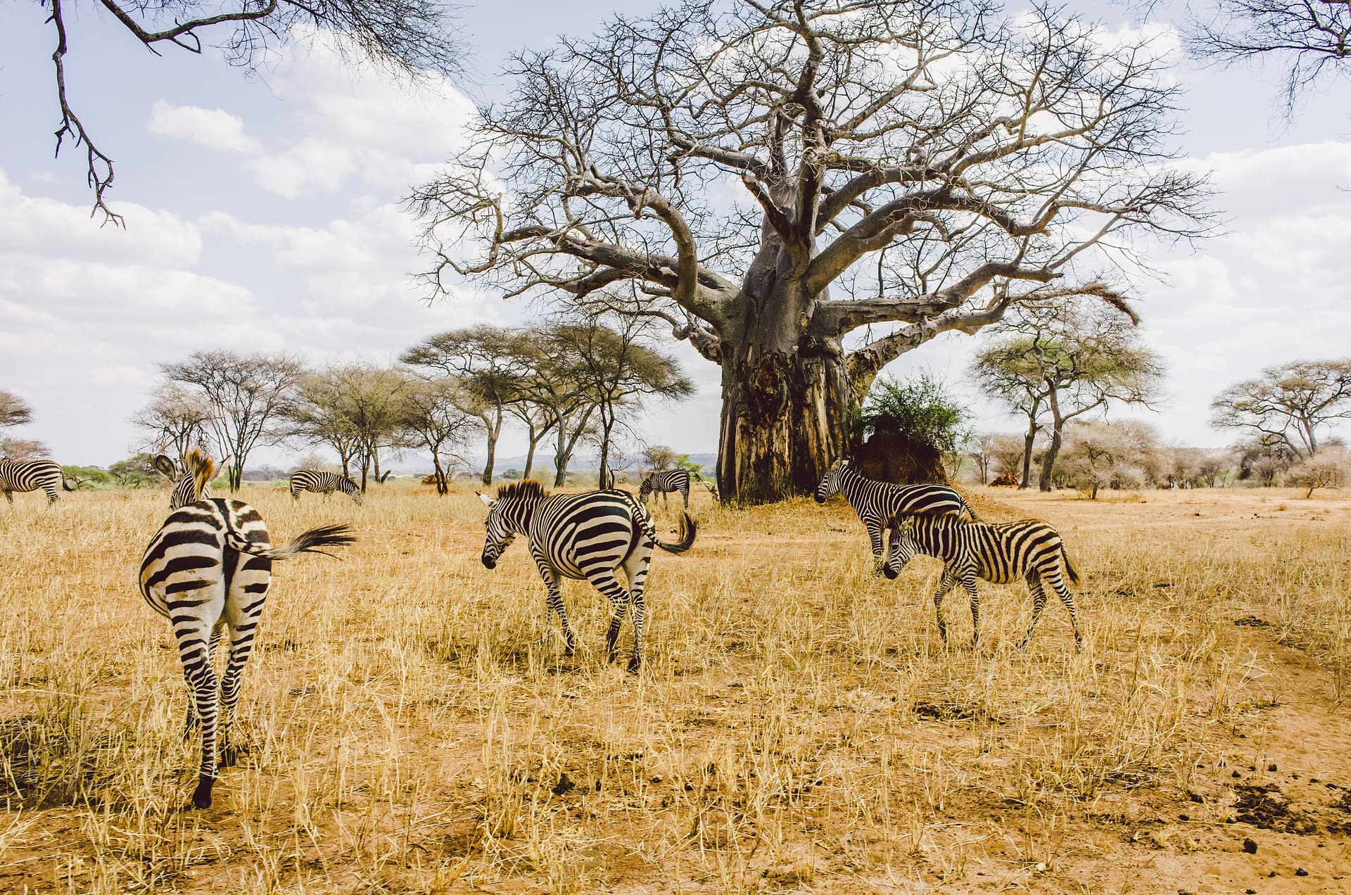 Tarangire National Park - Safari destination