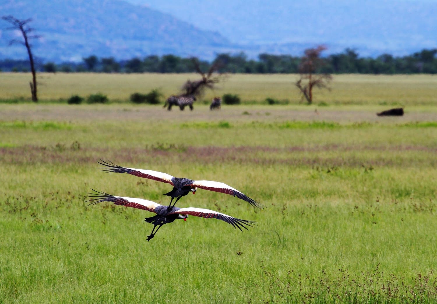 5 Days Birding Safari – Lake Manyara & Ngorongoro (Green Season Special)