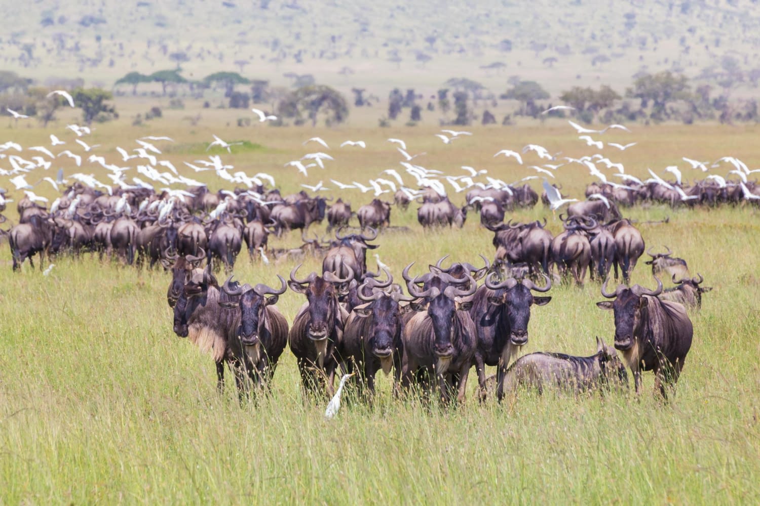 6 Days Southern Serengeti Calving Season Safari - Wildlife and family safari adventures in Tanzania