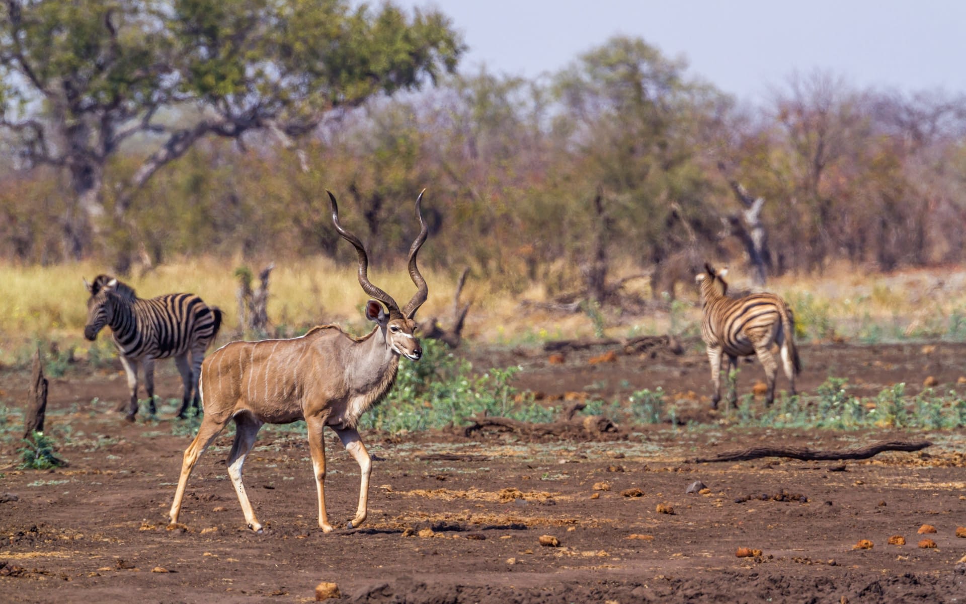 Plan Your Safari Adventure - Safari destination