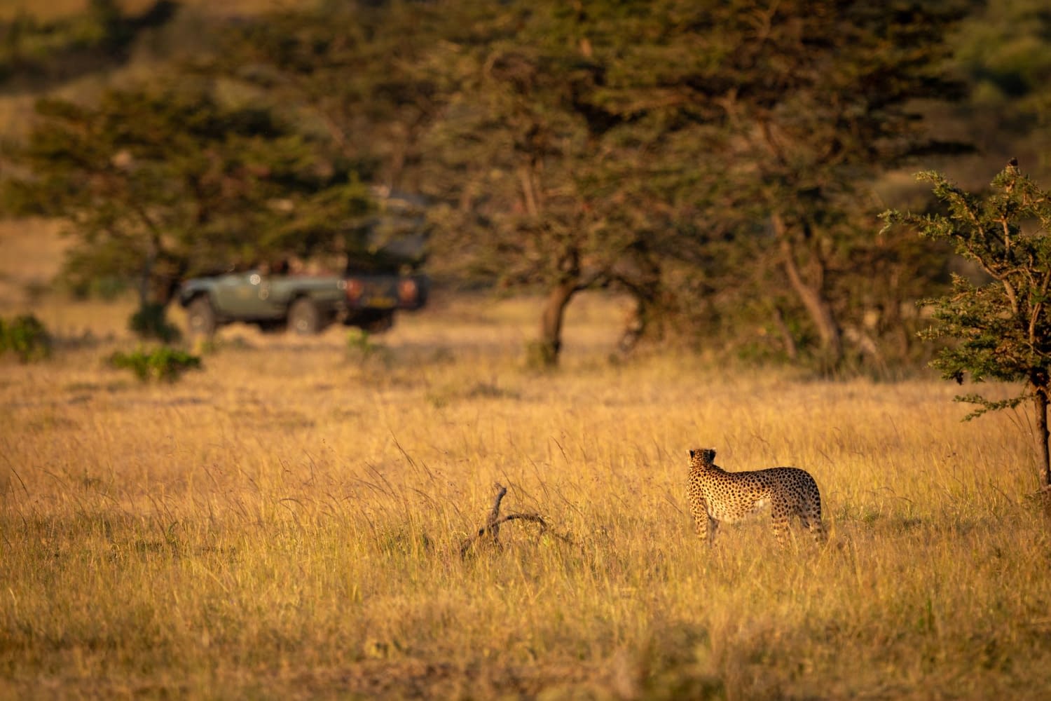 5 Days Big Five Safari - Ngorongoro, Tarangire & Lake Manyara - Wildlife and family safari adventures in Tanzania