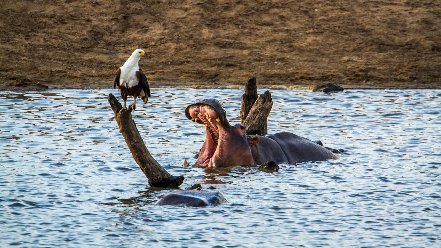 5 Days Lake Manyara Birding Safari – Green Season Special - Wildlife and family safari adventures in Tanzania