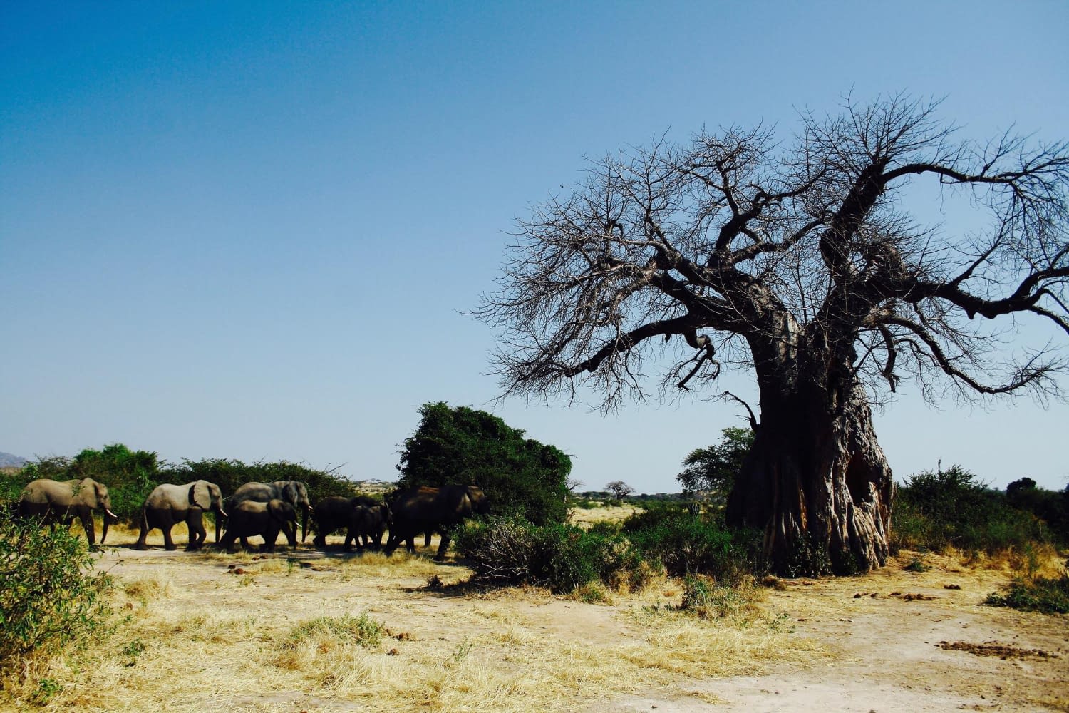 6 Days Budget Safari – Tarangire, Serengeti & Ngorongoro - Wildlife and family safari adventures in Tanzania