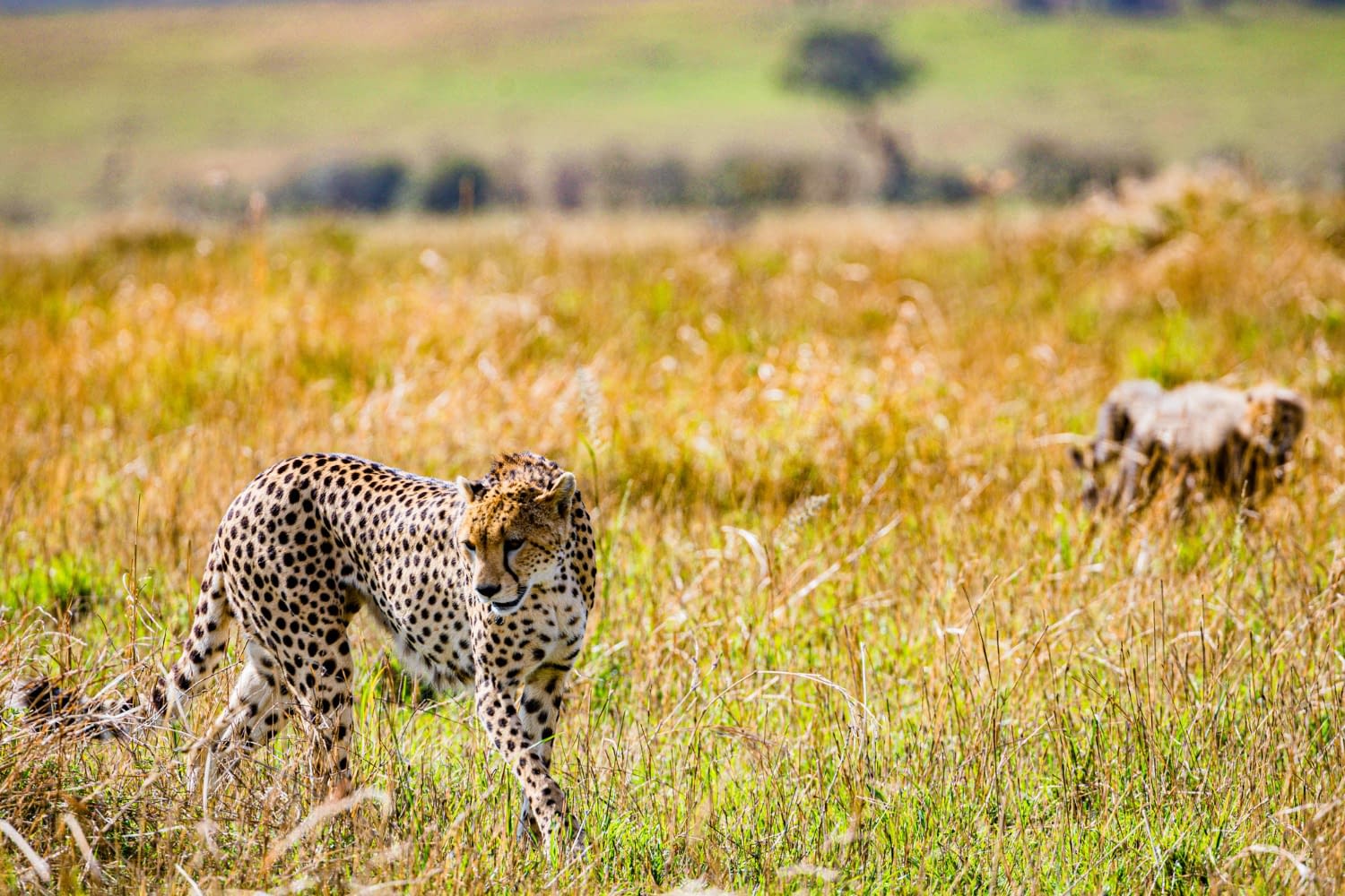 4 Days Tarangire & Manyara Safari - Weekend Escape - Wildlife and family safari adventures in Tanzania