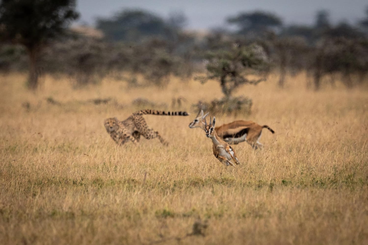 7 Days Serengeti & Zanzibar Safari – Beach Combo - Wildlife and family safari adventures in Tanzania