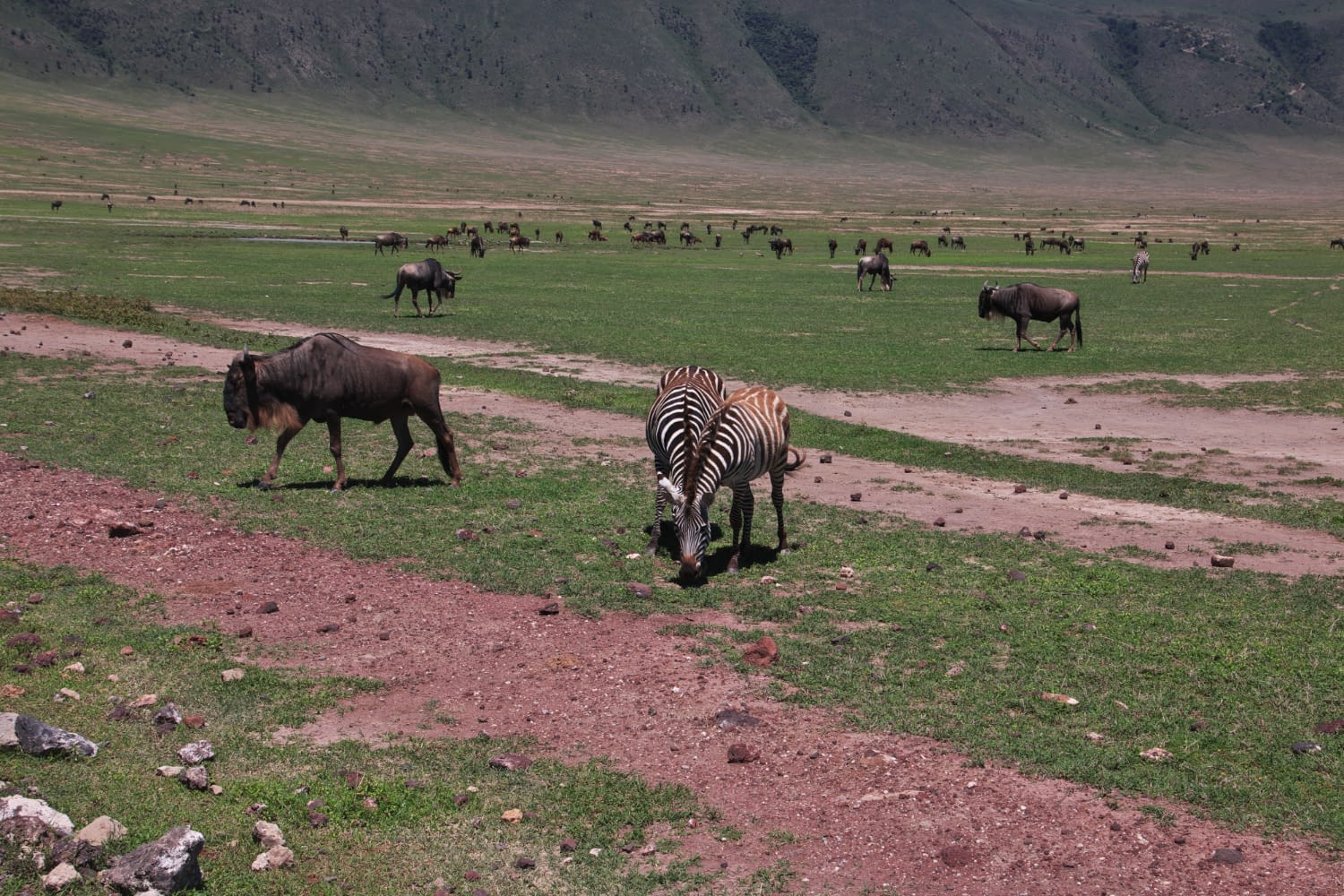 3 Days Ngorongoro Crater Safari – Fly-in Luxury Trip - Wildlife and family safari adventures in Tanzania