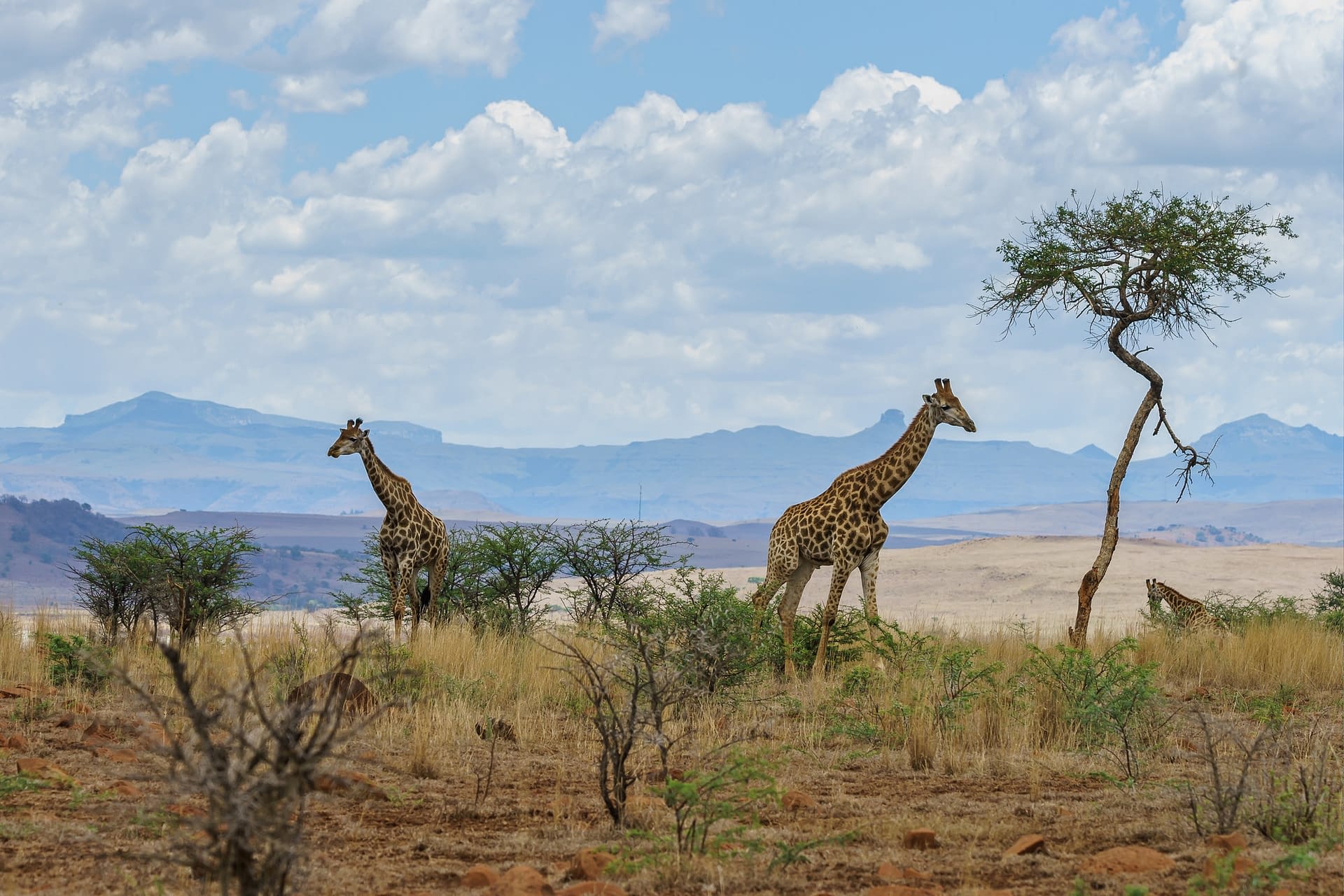 Safari Stories & Travel Insights - Safari destination