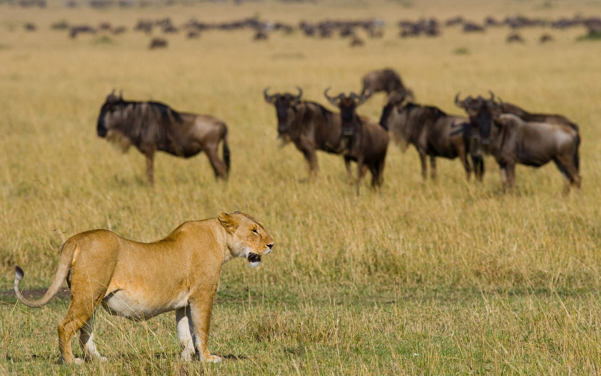 Explore Tanzania's <span class="text-gold">Iconic Destinations</span> - Safari destination